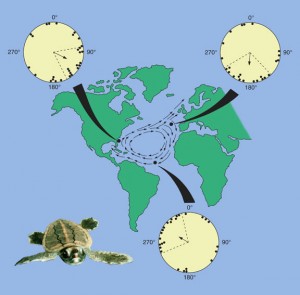 Loggerhead turtles travel over 9,000 miles in the Atlantic Ocean, guided by the Earth’s magnetic field.